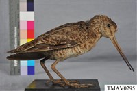 藏品(田鷸)的圖片